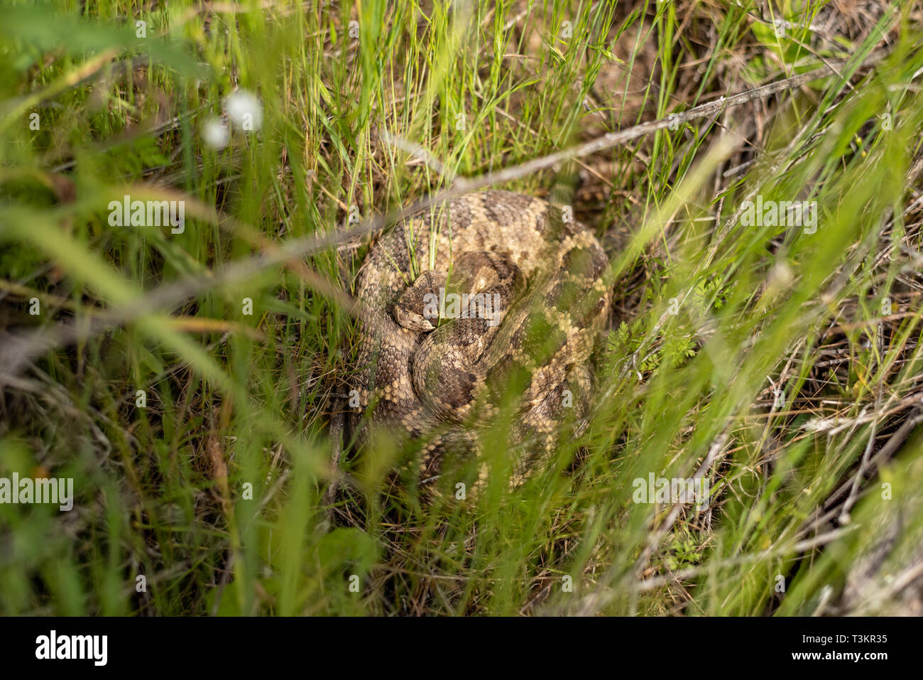 Rattlesnake grass hires stock photography and images Alamy