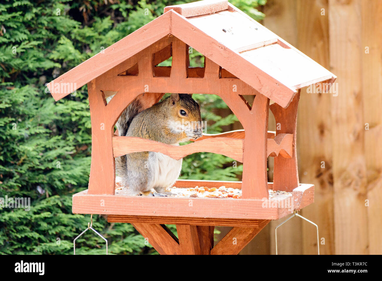 A squirrel inside a bird table, eating bird food Stock Photo Alamy