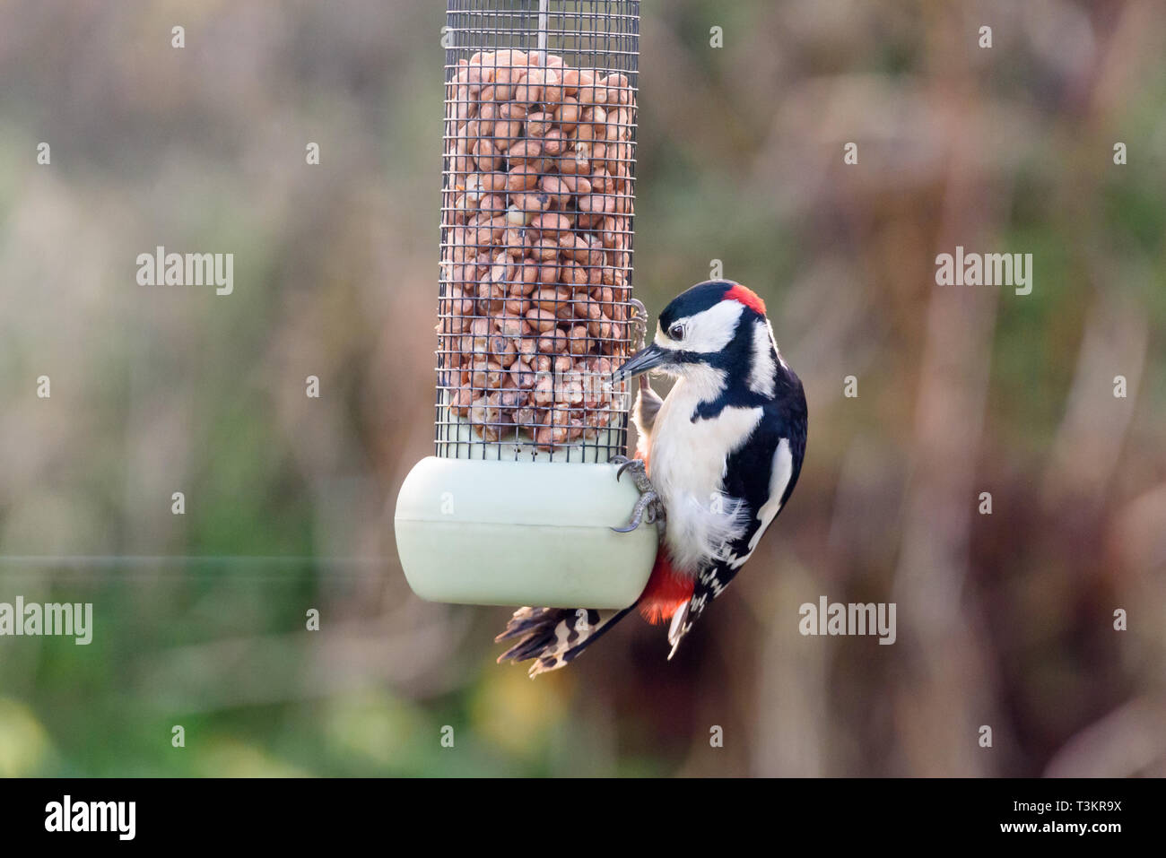 A Great Spotted Woodpecker Eating Nuts From A Bird Feeder Stock