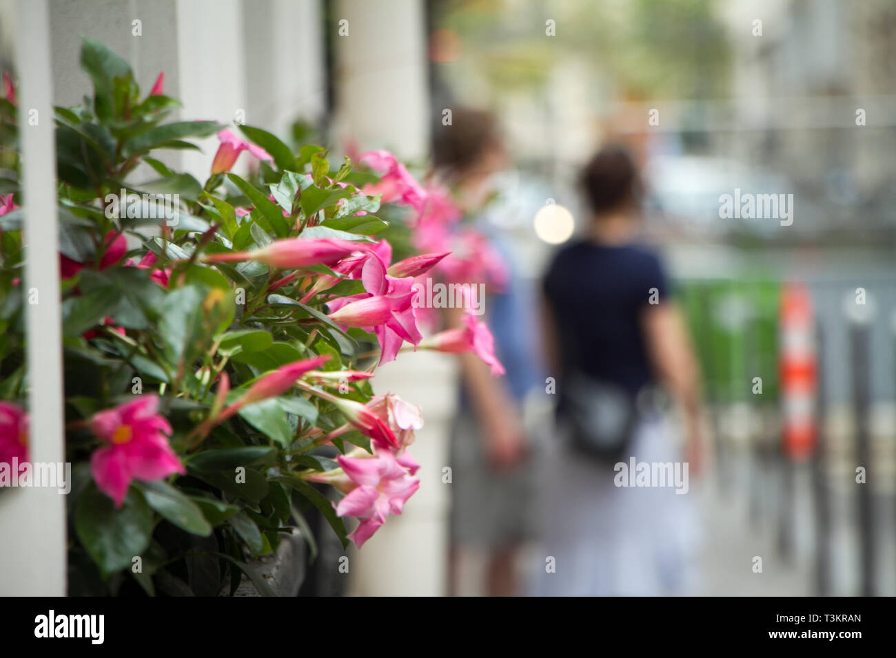 Closeup of pink flowers on a street of Paris, France. Against the background of a crowded street. Selective focus. Place for text. Stock Photo