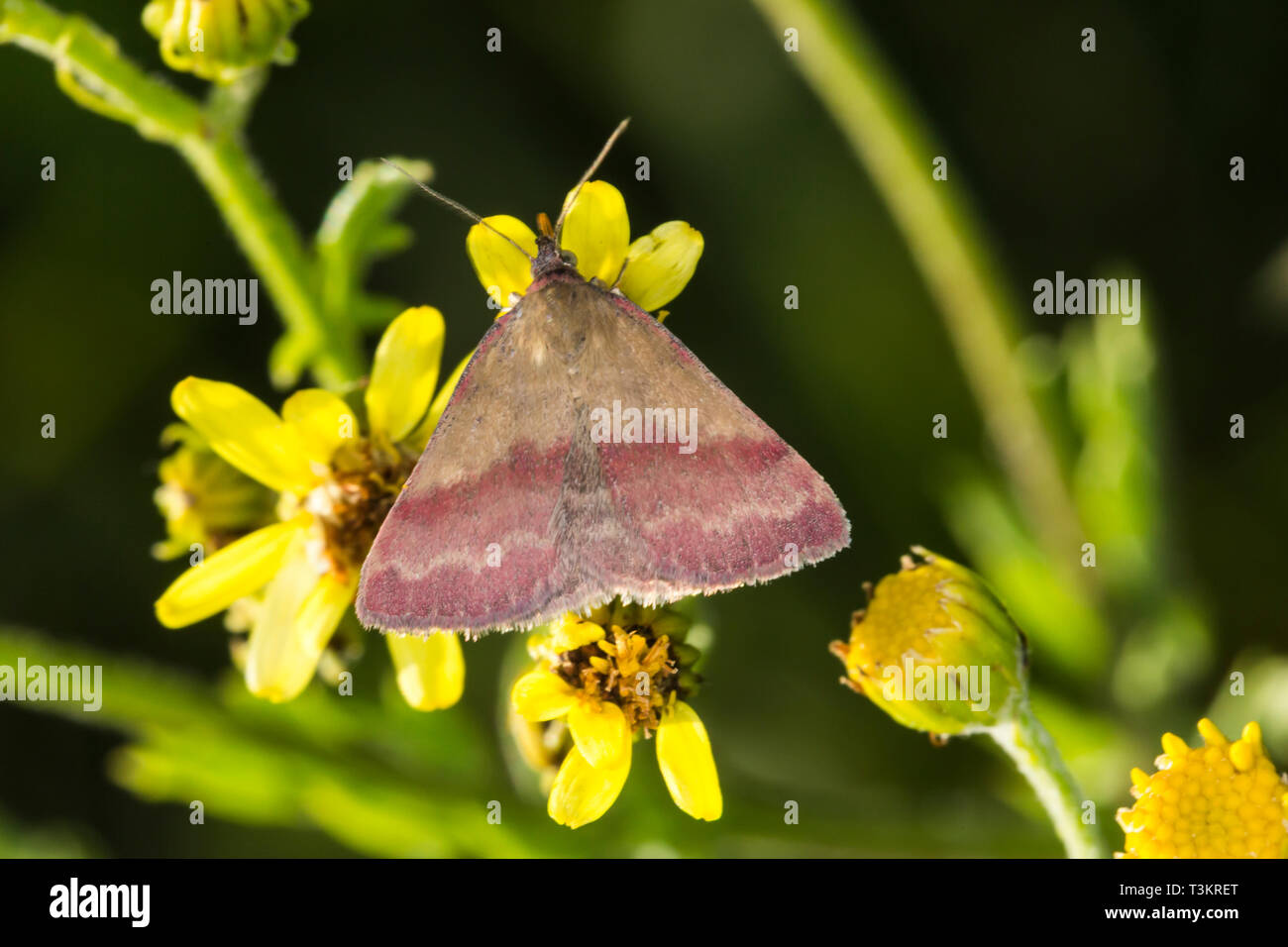 Benweed hi-res stock photography and images - Alamy
