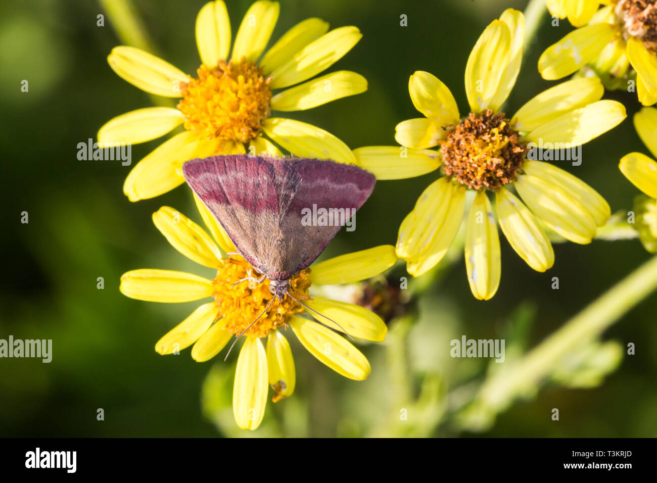 Benweed hi-res stock photography and images - Alamy