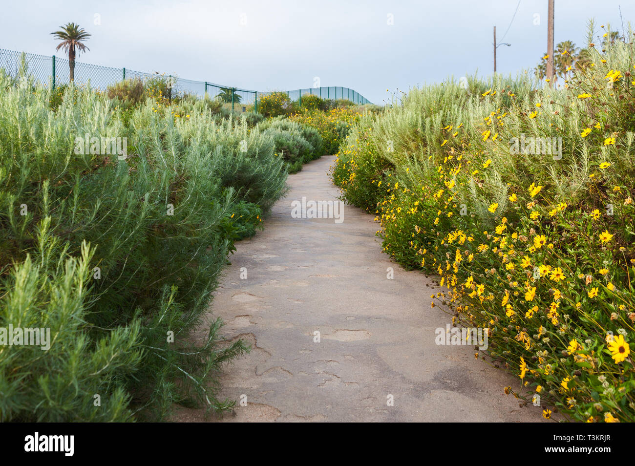 Early Morning walk at the Waterview Trail in Playa Del Rey, CA 90293 Stock Photo