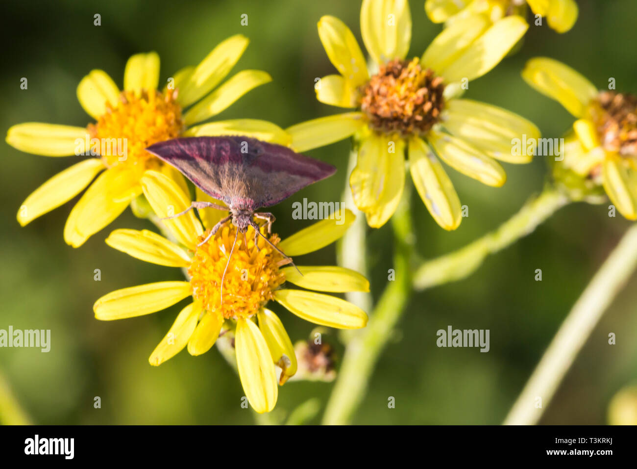 Purple barred hi-res stock photography and images - Alamy