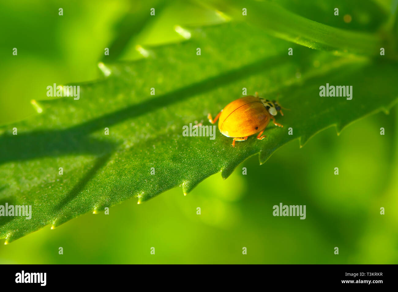 Asian lady beetle hires stock photography and images Alamy