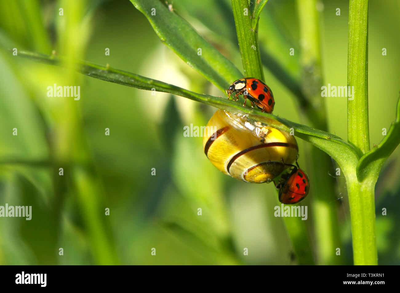 Two Asian Lady Beetles (Coccinellidae) with a Grove or Brown-lipped snail (Cepaea nemoralis) on a plant leaf in the garden. Stock Photo