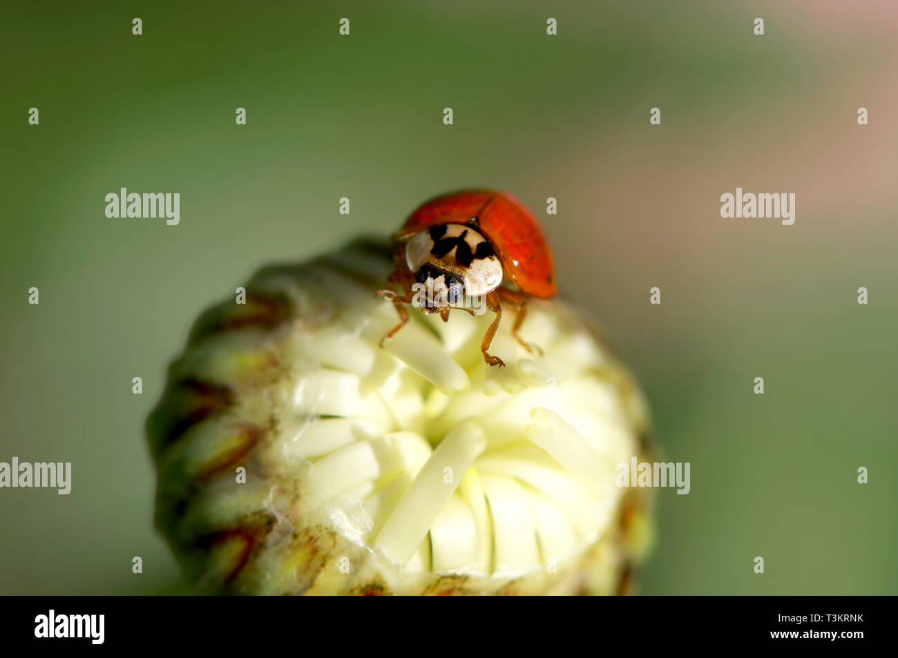 An Asian Lady Beetle (Coccinellidae) on a Shasta Daisy bud (Leucanthemum x superbum) Stock Photo