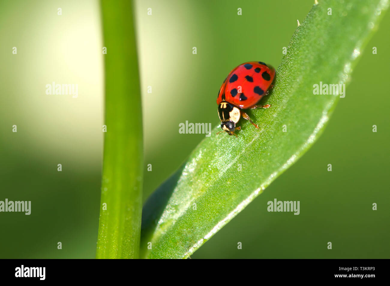 Asian lady beetle hires stock photography and images Alamy