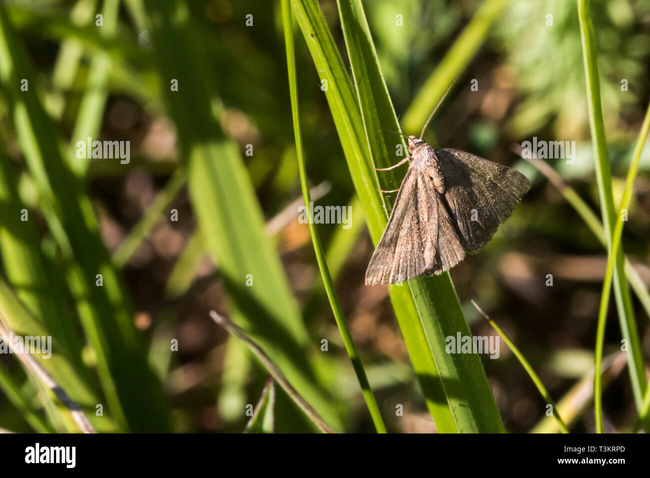 The small purple barred hi-res stock photography and images - Alamy