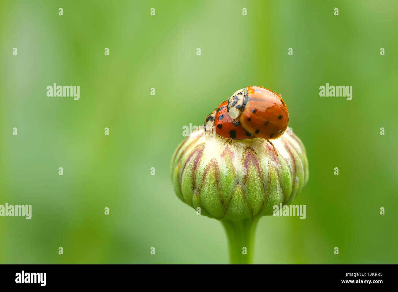 Two mating Asian Lady Beetles (Coccinellidae) on a Shasta Daisy bud (Leucanthemum x superbum) Stock Photo