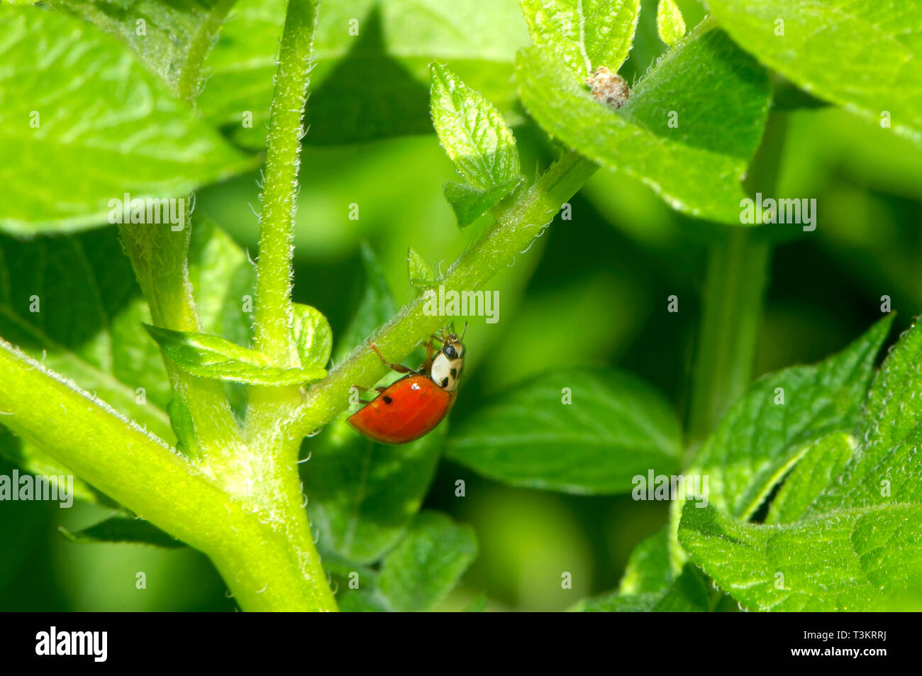 Asian lady beetle hires stock photography and images Alamy