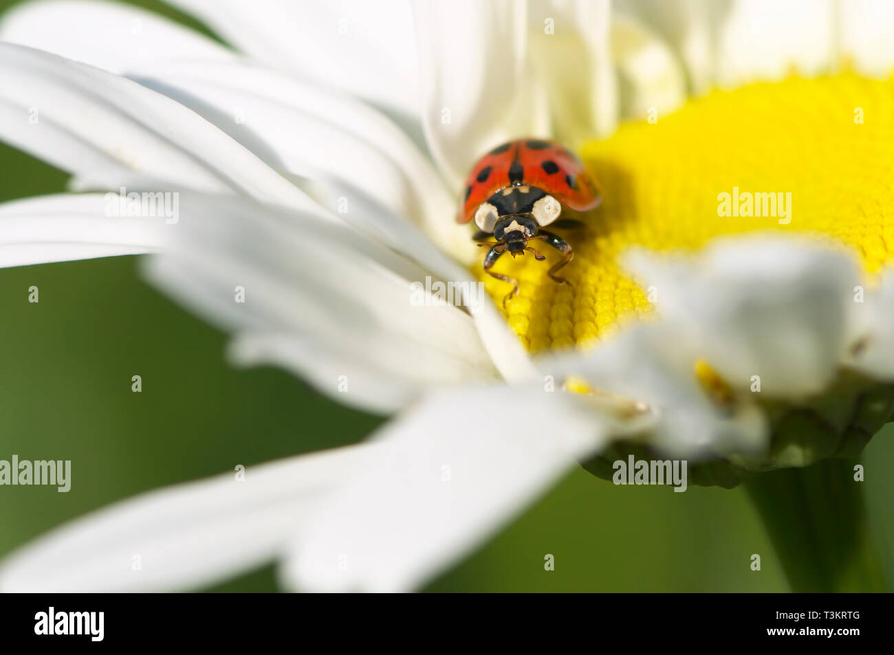 An Asian Lady Beetle (Coccinellidae) on a Shasta Daisy (Leucanthemum x superbum) flower. Stock Photo