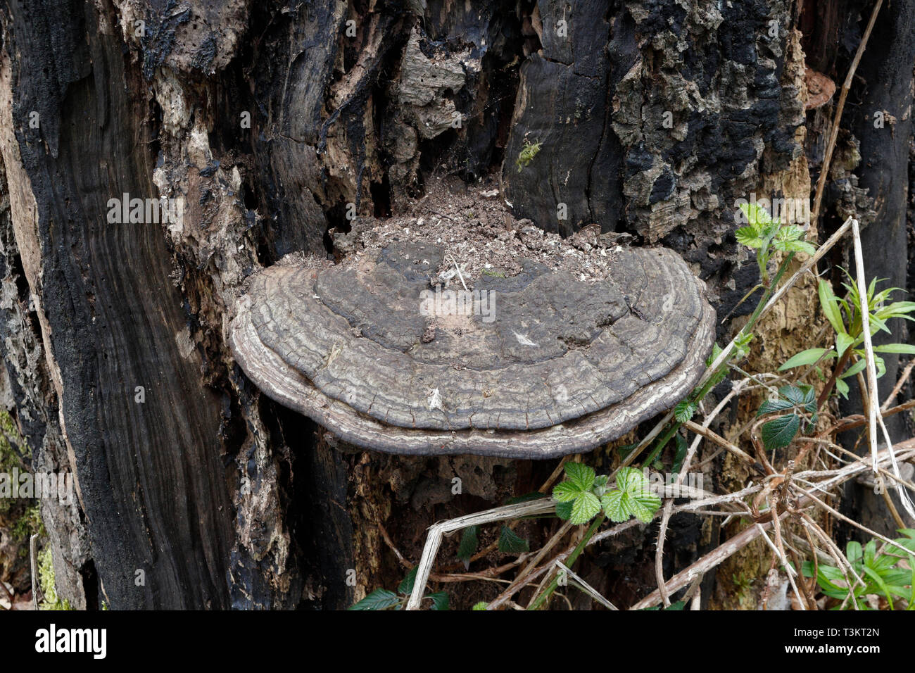Oak tree Fungus, Ganodema Stock Photo