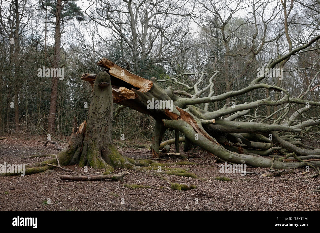 Fallen tree, Ecclesall Woods, Sheffield England UK. suburban ancient woodland carbon biomass Stock Photo