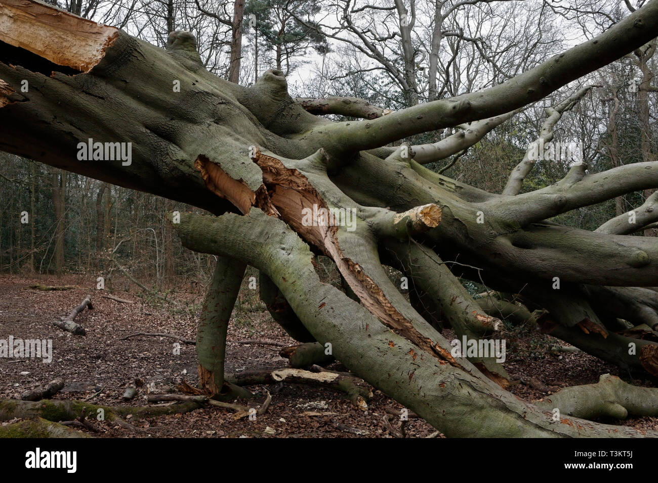 Ancient fallen tree High Resolution Stock Photography and Images - Alamy