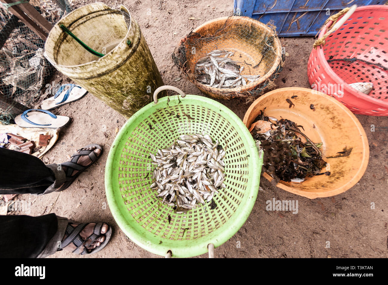 Sea,food,fresh,catch,fish,Kochi,harbour,Kerala,India. Stock Photo