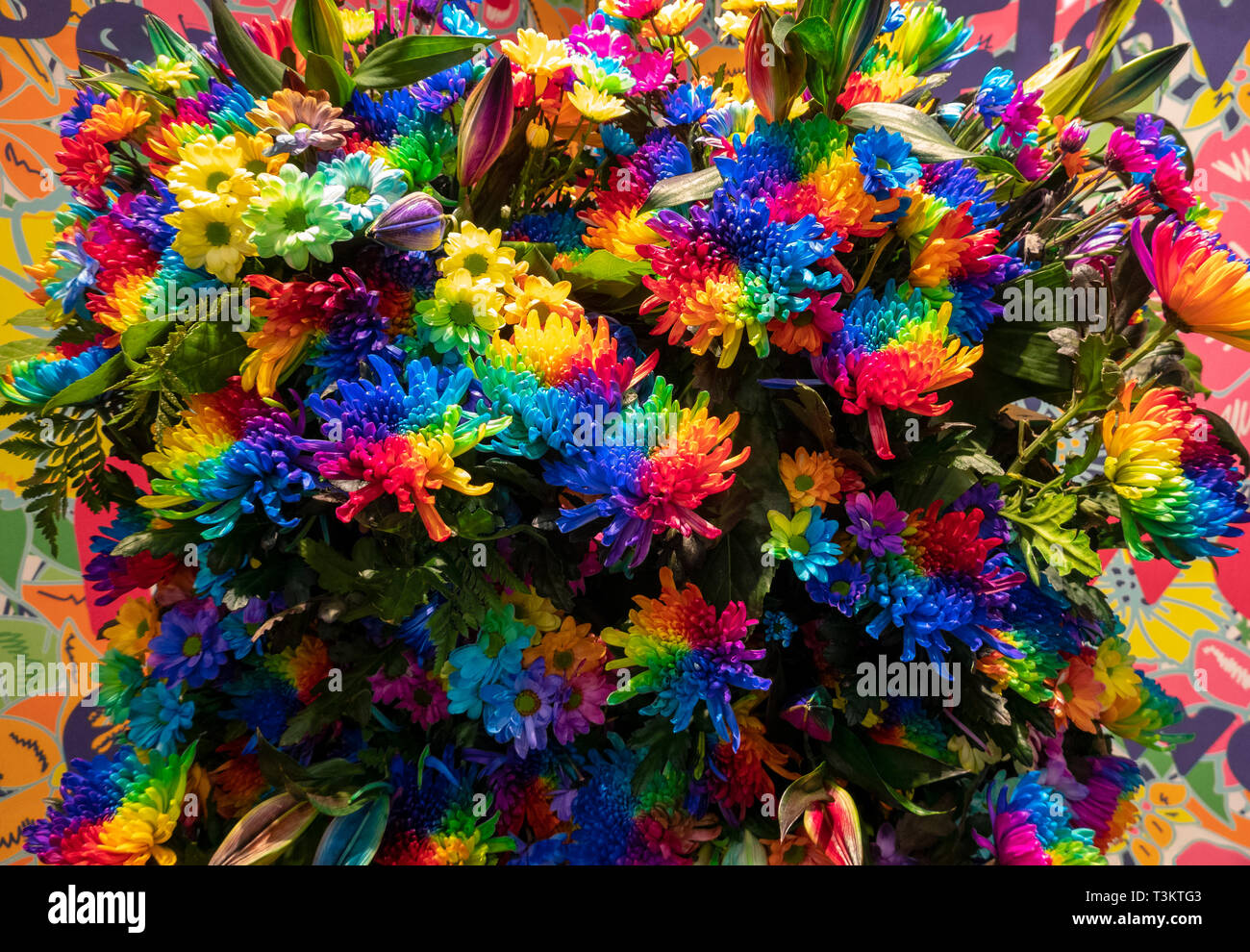 Artificially colored Rainbow Chrysanthemums; Rainbow Flowers or Happy Flowers. Stock Photo