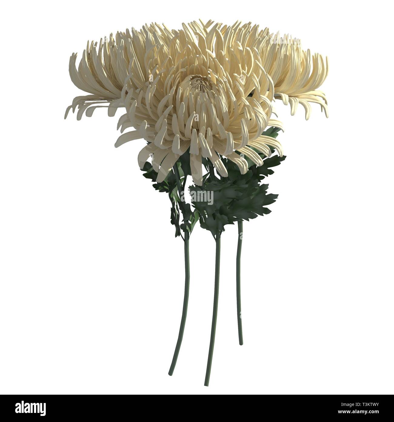 Flowers 3d illustration isolated on the white background Stock Photo ...