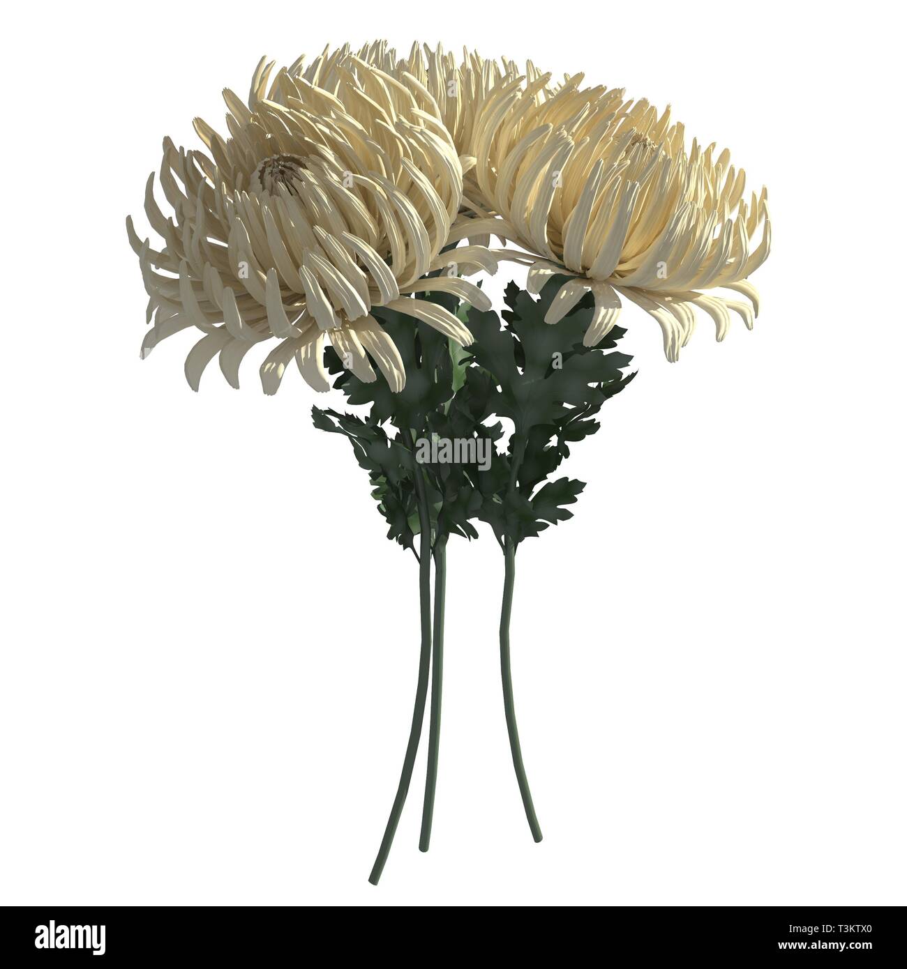 Flowers 3d illustration isolated on the white background Stock Photo ...