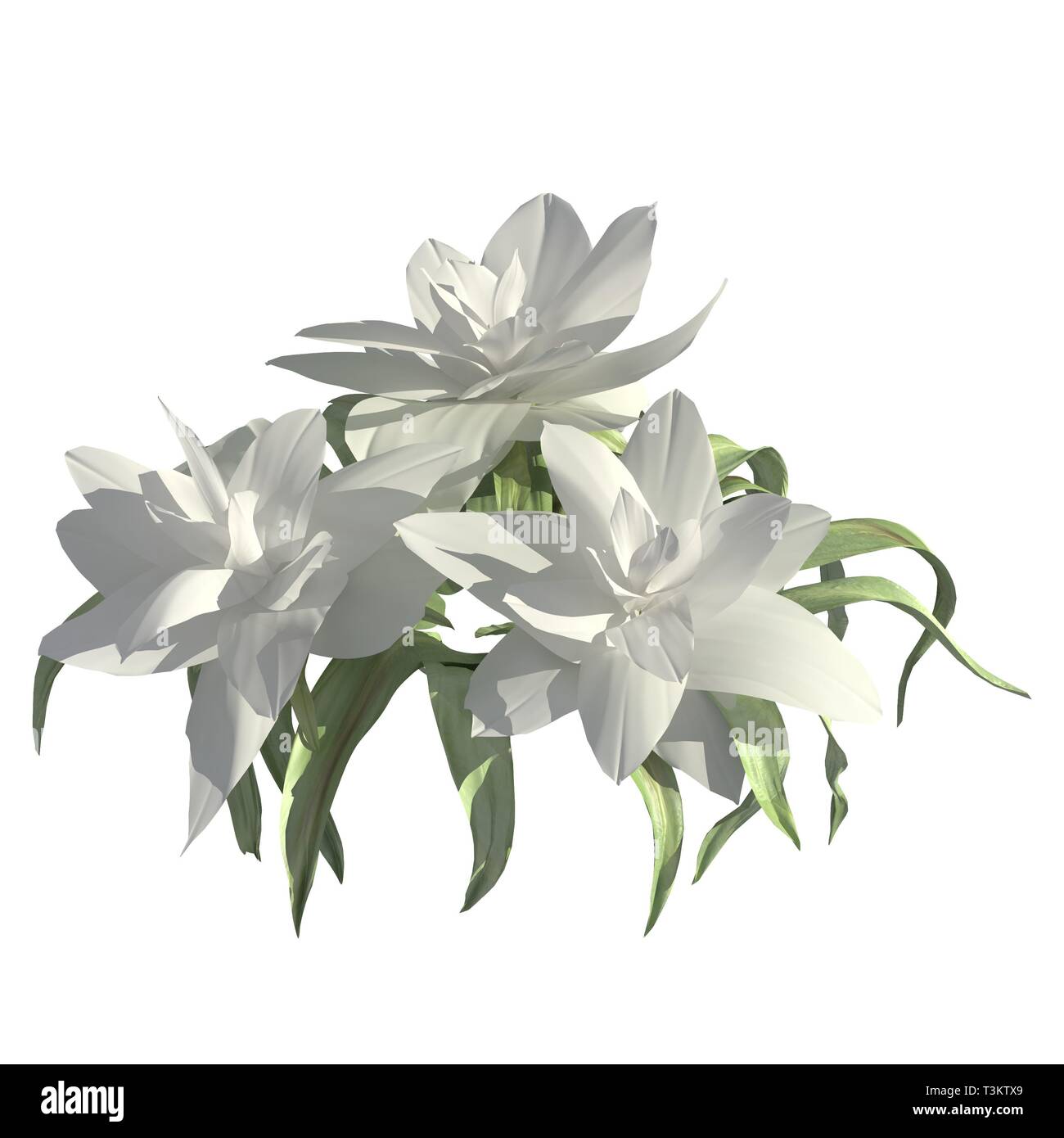 Flowers 3d illustration isolated on the white background Stock Photo ...