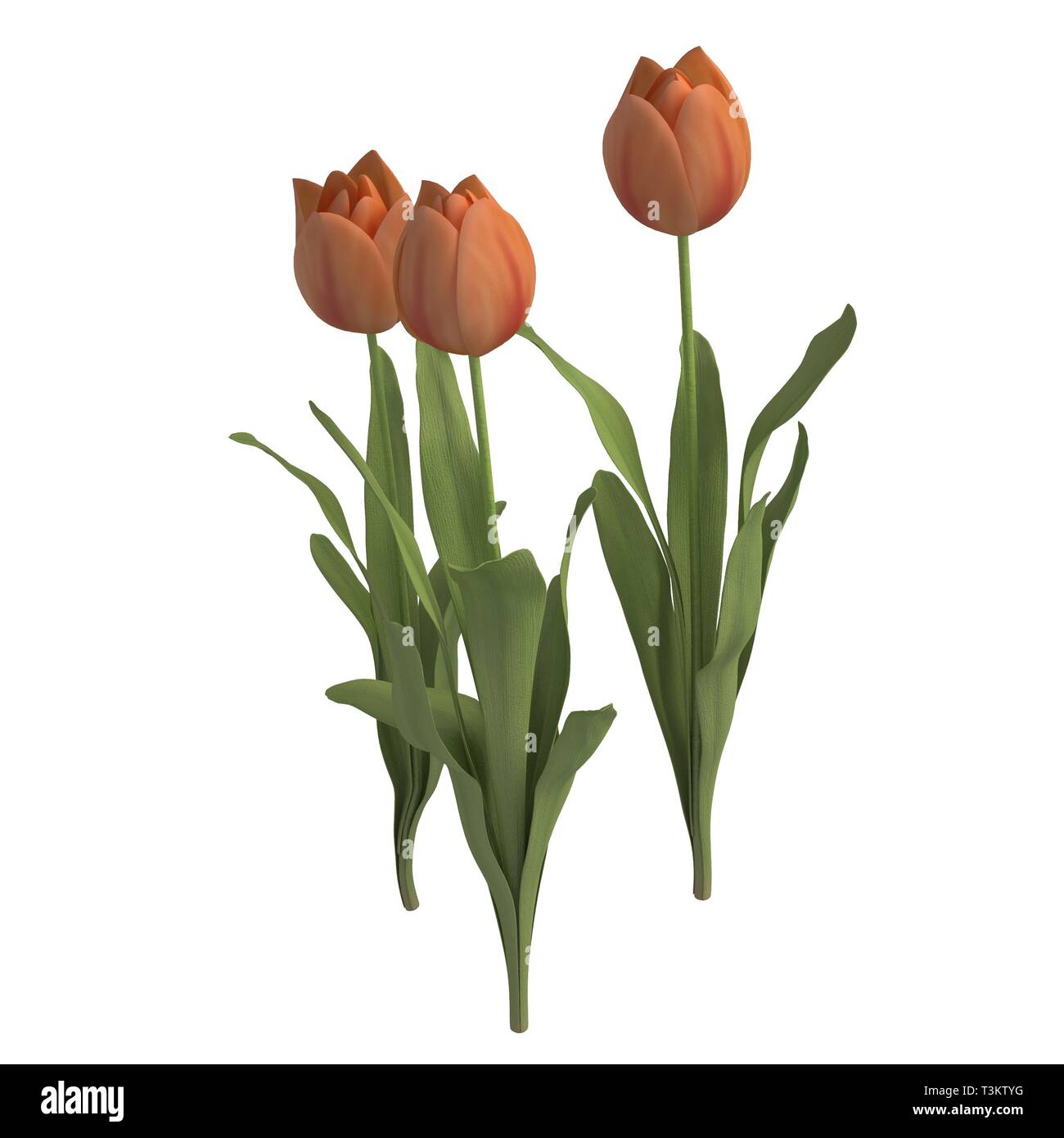 Flowers 3d illustration isolated on the white background Stock Photo ...