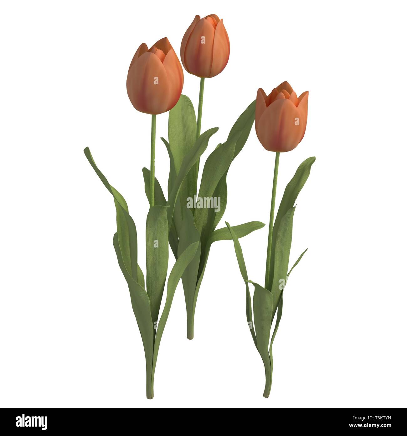 Flowers 3d illustration isolated on the white background Stock Photo ...