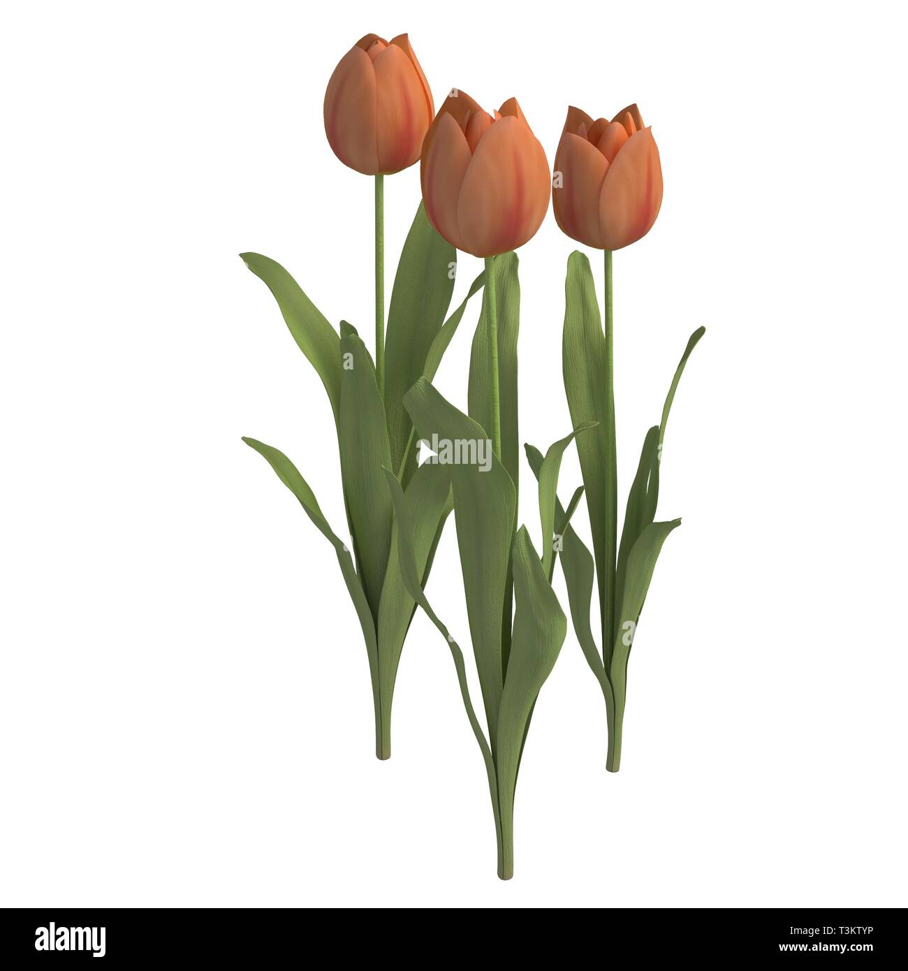 Flowers 3d illustration isolated on the white background Stock Photo ...