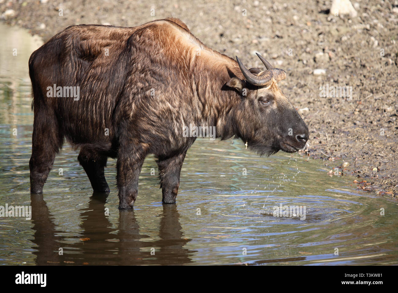Mishmi takin company online