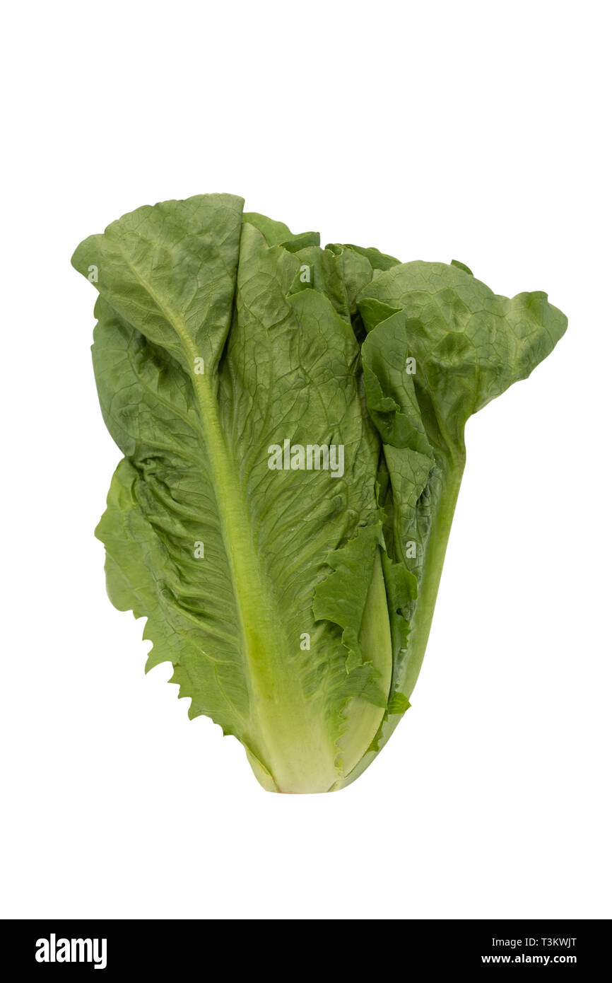 Lettuce isolated on a white background with clipping path. Stock Photo
