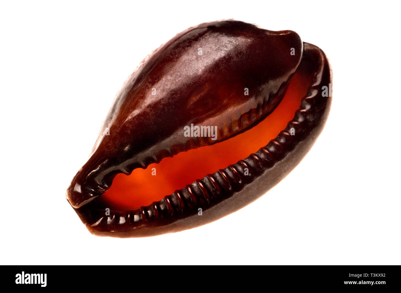 Onyx Cowry / Cowrie (Erronea onyx) c3cm. Region IndoPacific and