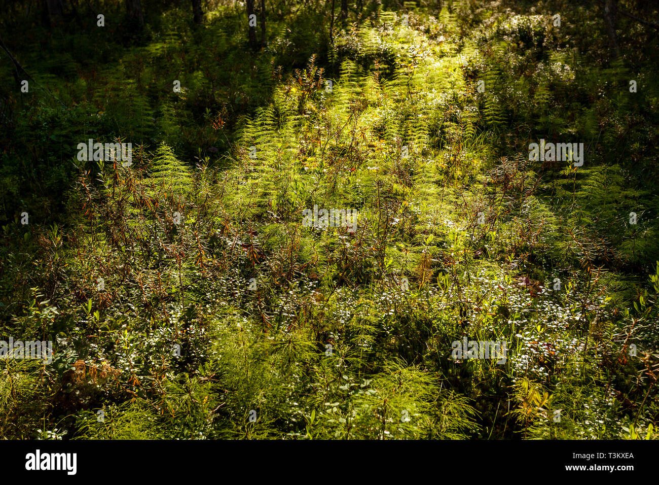 Fern (Polypodiophyta) in a deciduous forest in the sunbeams. Close up