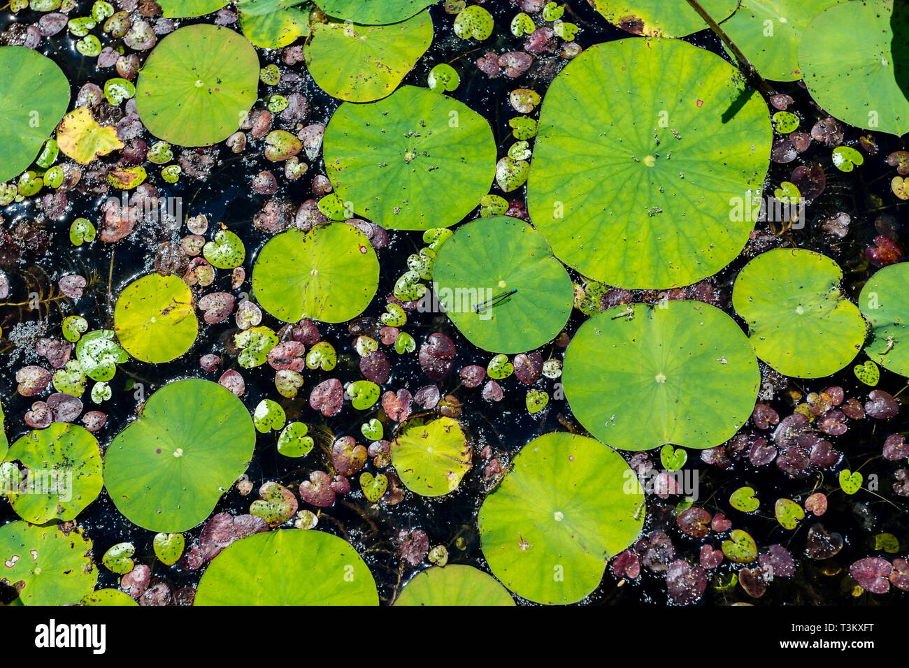 Dragonfly sitting on the lily pads. Pond in a sunny summer day. Stock Photo