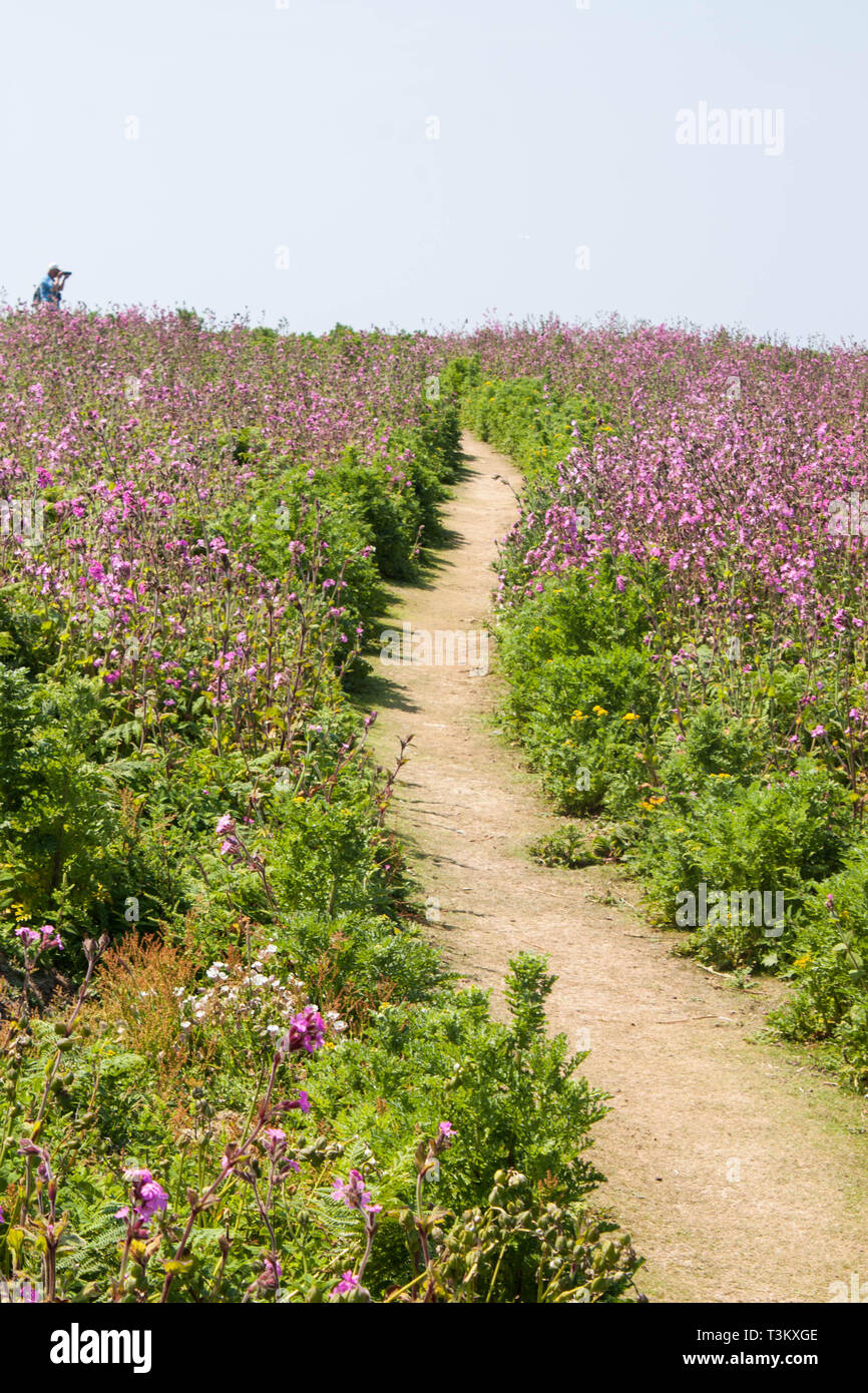 footpath on Skomer island Pembrokeshire Wales Stock Photo