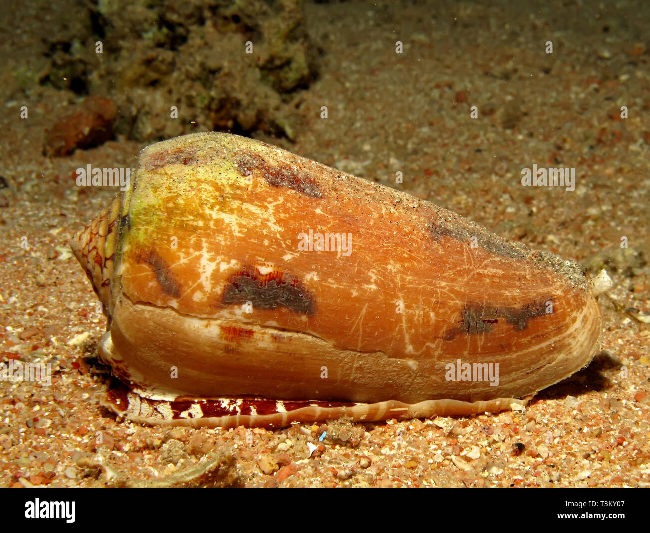 Geography cone (Conus geographus) Taking in Red Sea, Egypt. Stock Photo