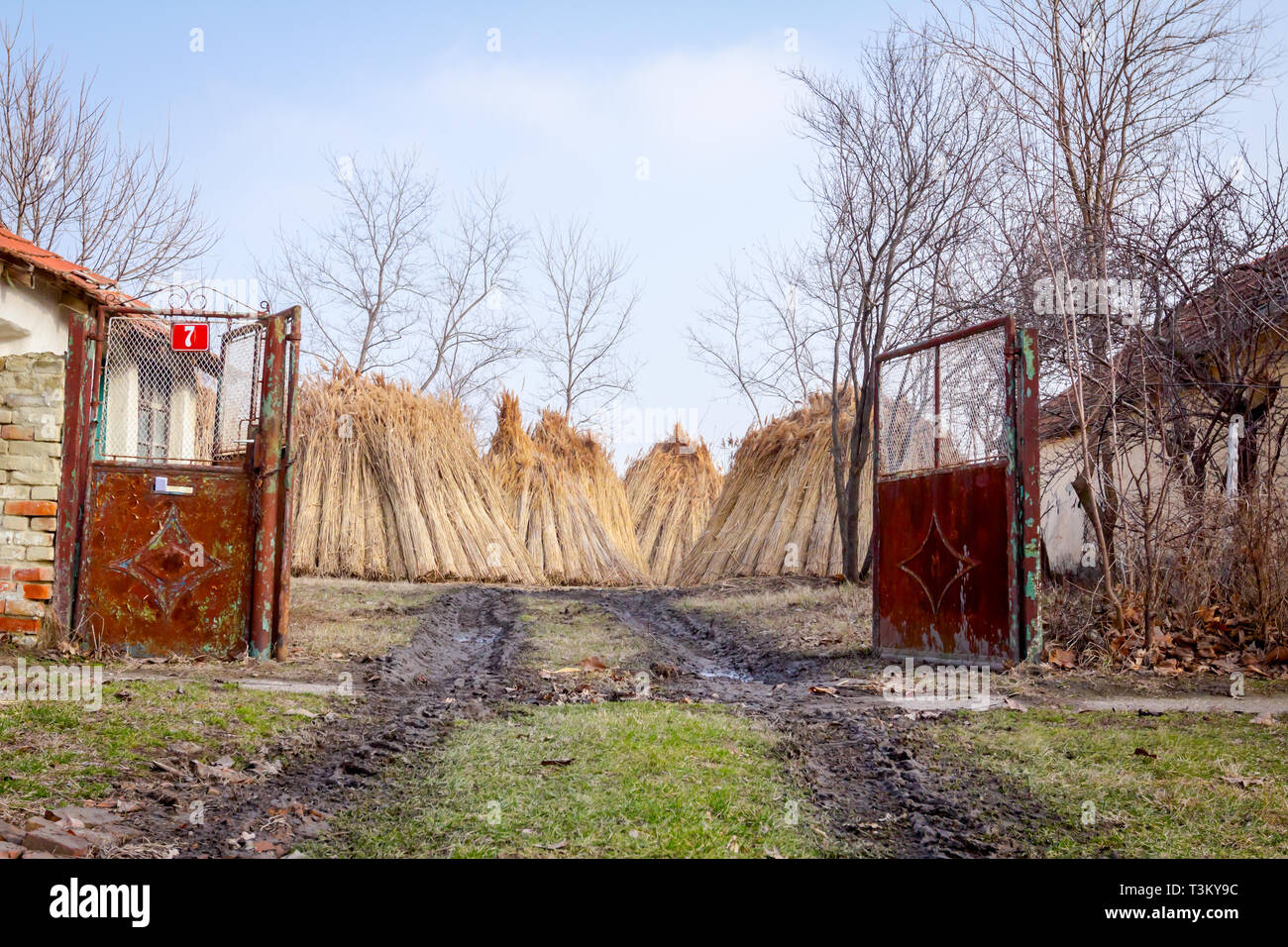 Bundles of tied dry reeds in the rural yard, was packed and ready for ...