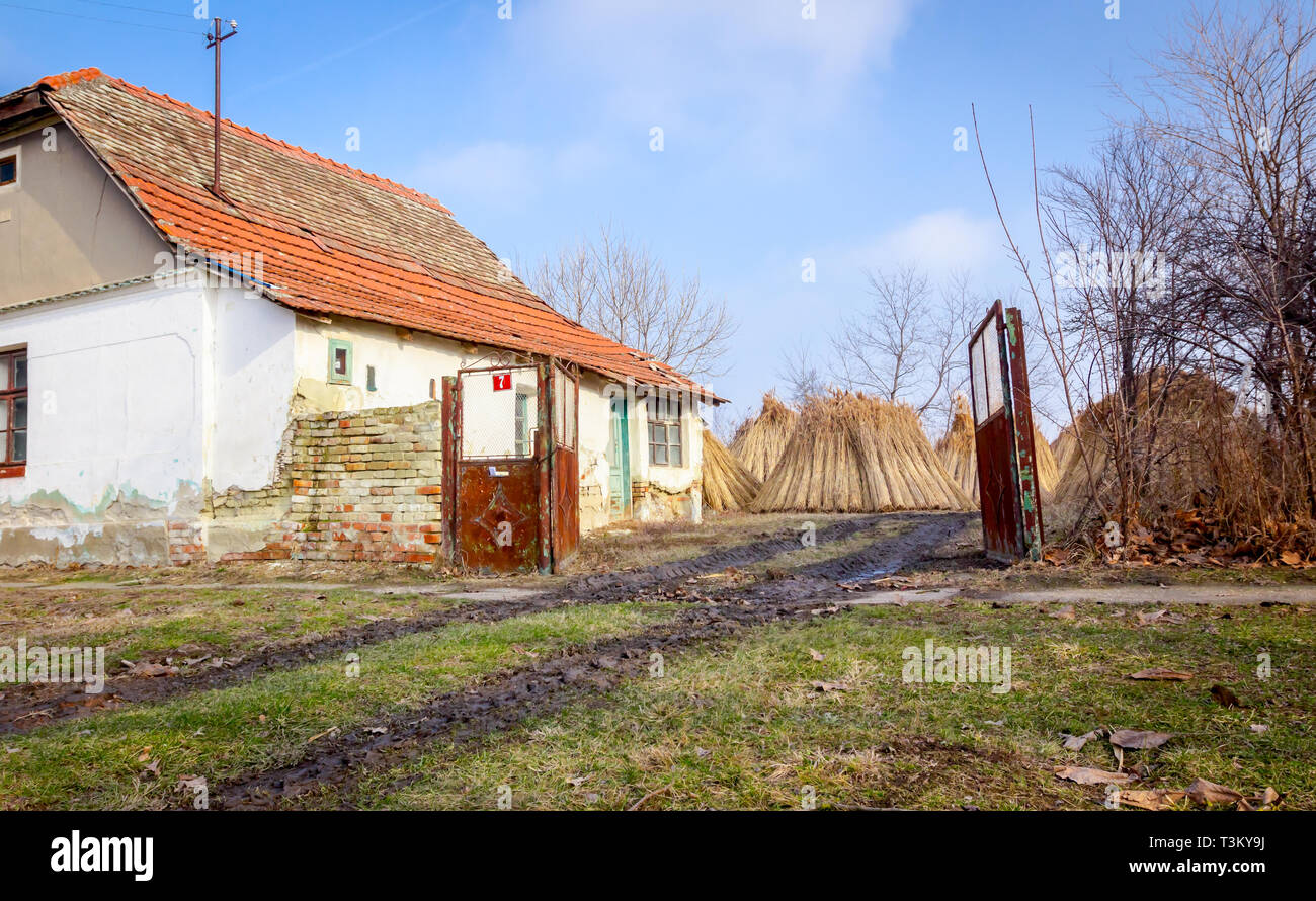 Bundles of tied dry reeds in the rural yard, was packed and ready for ...