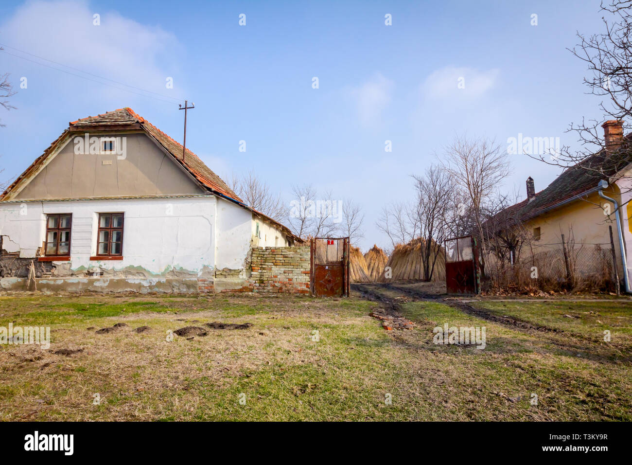 Bundles of tied dry reeds in the rural yard, was packed and ready for ...