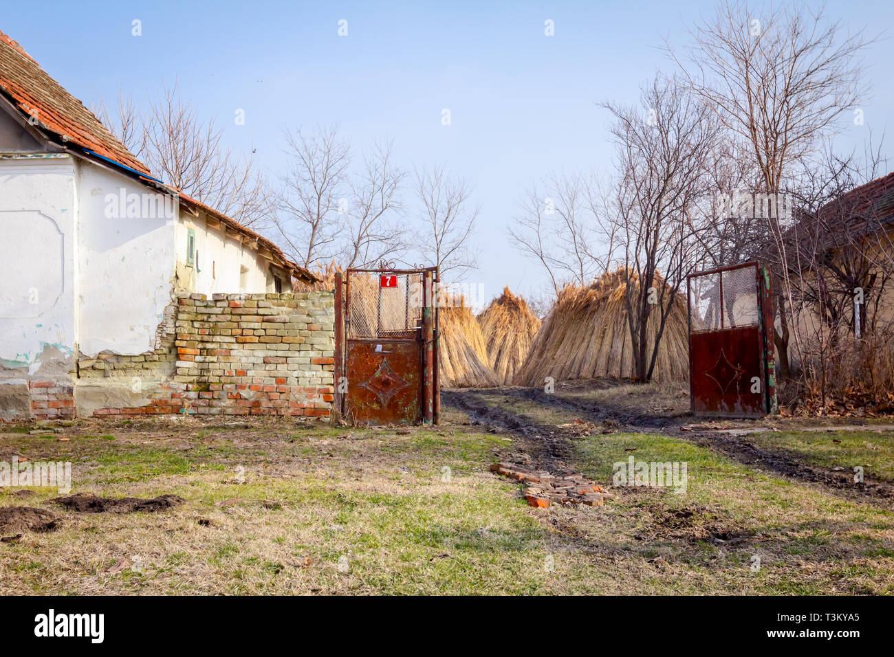 Bundles of tied dry reeds in the rural yard, was packed and ready for ...