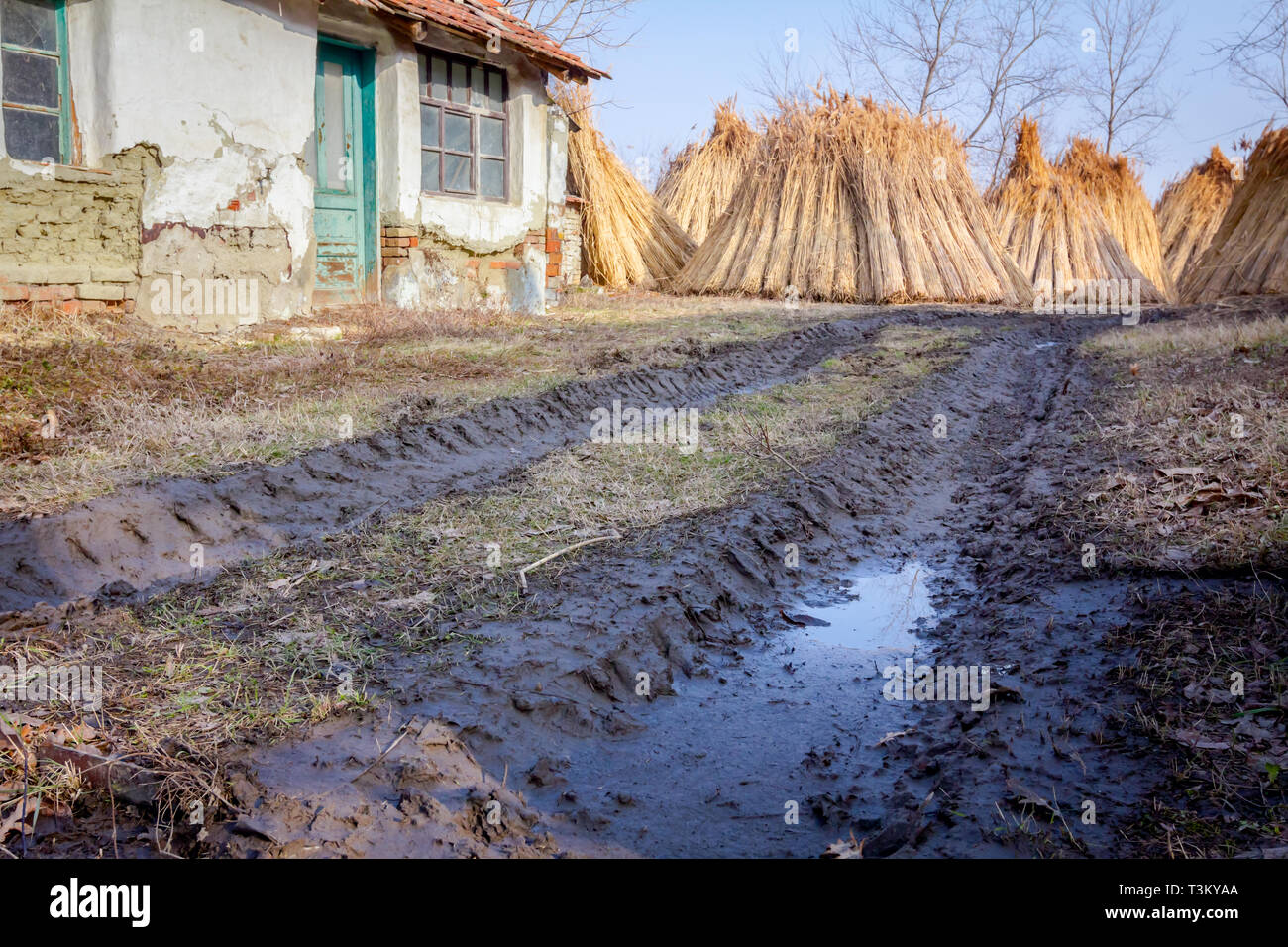 Bundles of tied dry reeds in the rural yard, was packed and ready for ...
