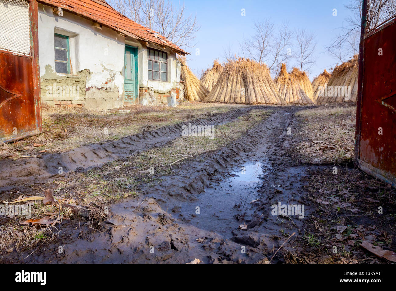 Bundles of tied dry reeds in the rural yard, was packed and ready for ...