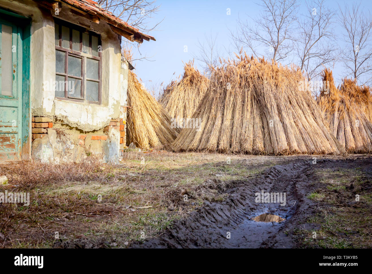 Bundles of tied dry reeds in the rural yard, was packed and ready for ...