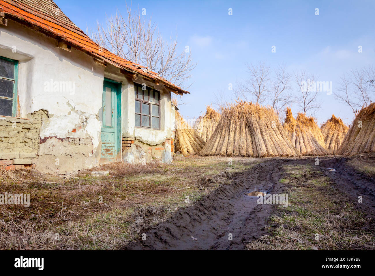 Bundles of tied dry reeds in the rural yard, was packed and ready for ...