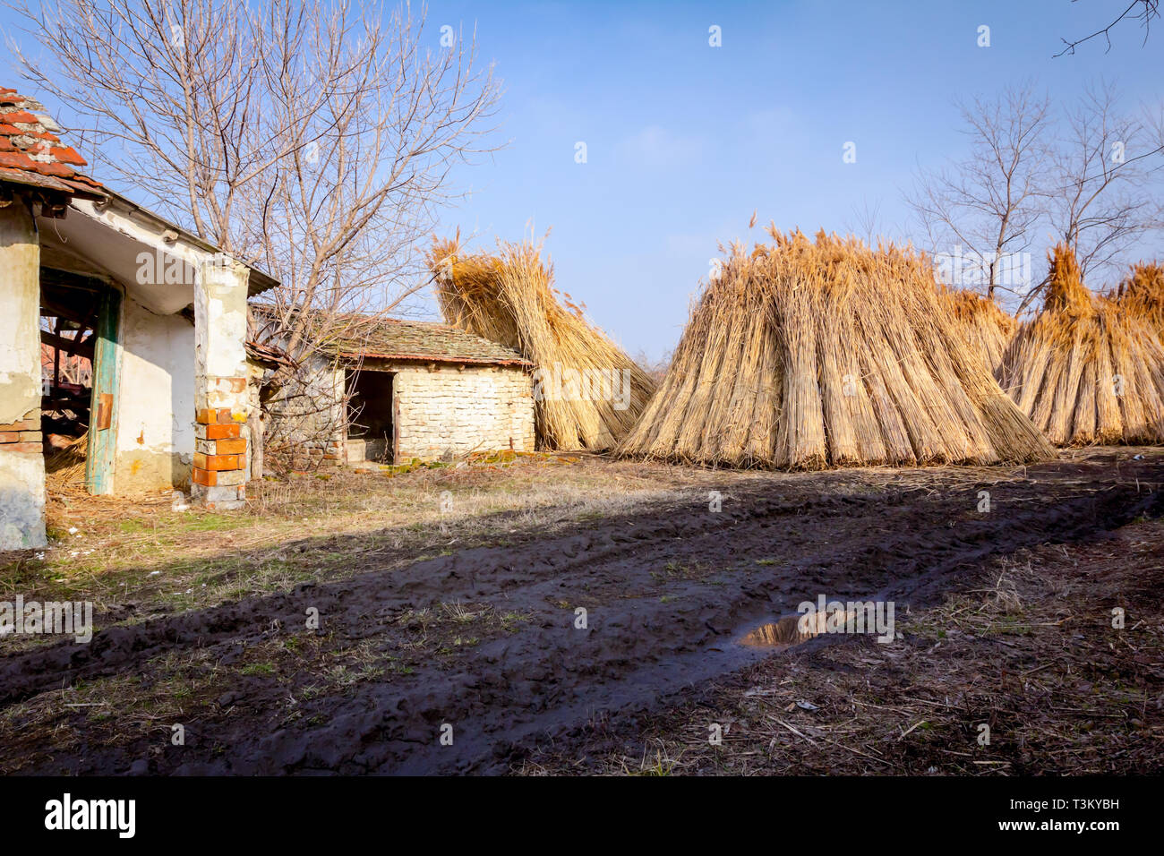 Bundles of tied dry reeds in the rural yard, was packed and ready for ...
