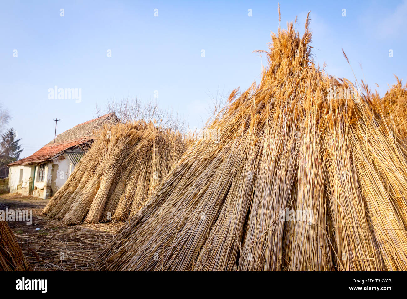 Bundles of tied dry reeds in the rural yard, was packed and ready for ...