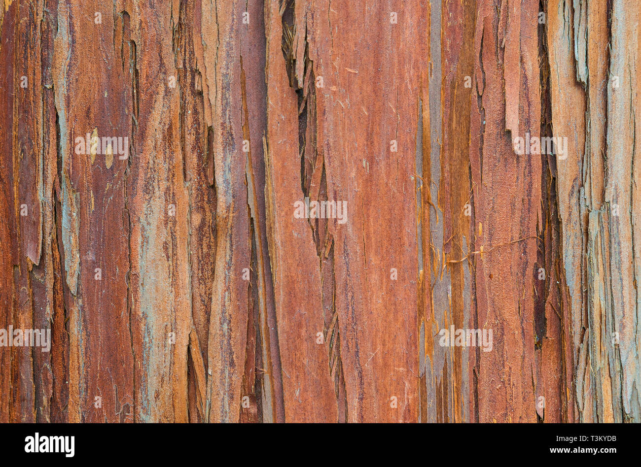 Red and brownish tree bark with rough surface as background Stock Photo