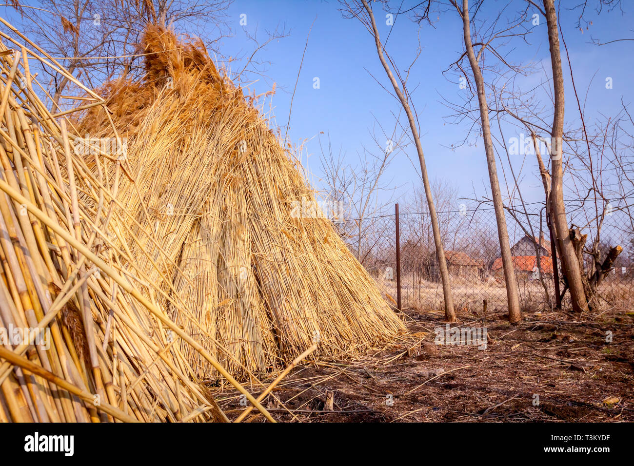 Bundles of tied dry reeds in the rural yard, was packed and ready for ...