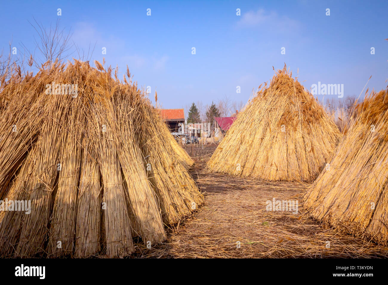 Bundles of tied dry reeds in the rural yard, was packed and ready for ...