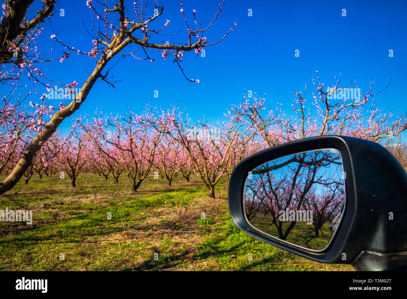 Reflection of orchard of peach trees in bloomed in a car mirror Stock
