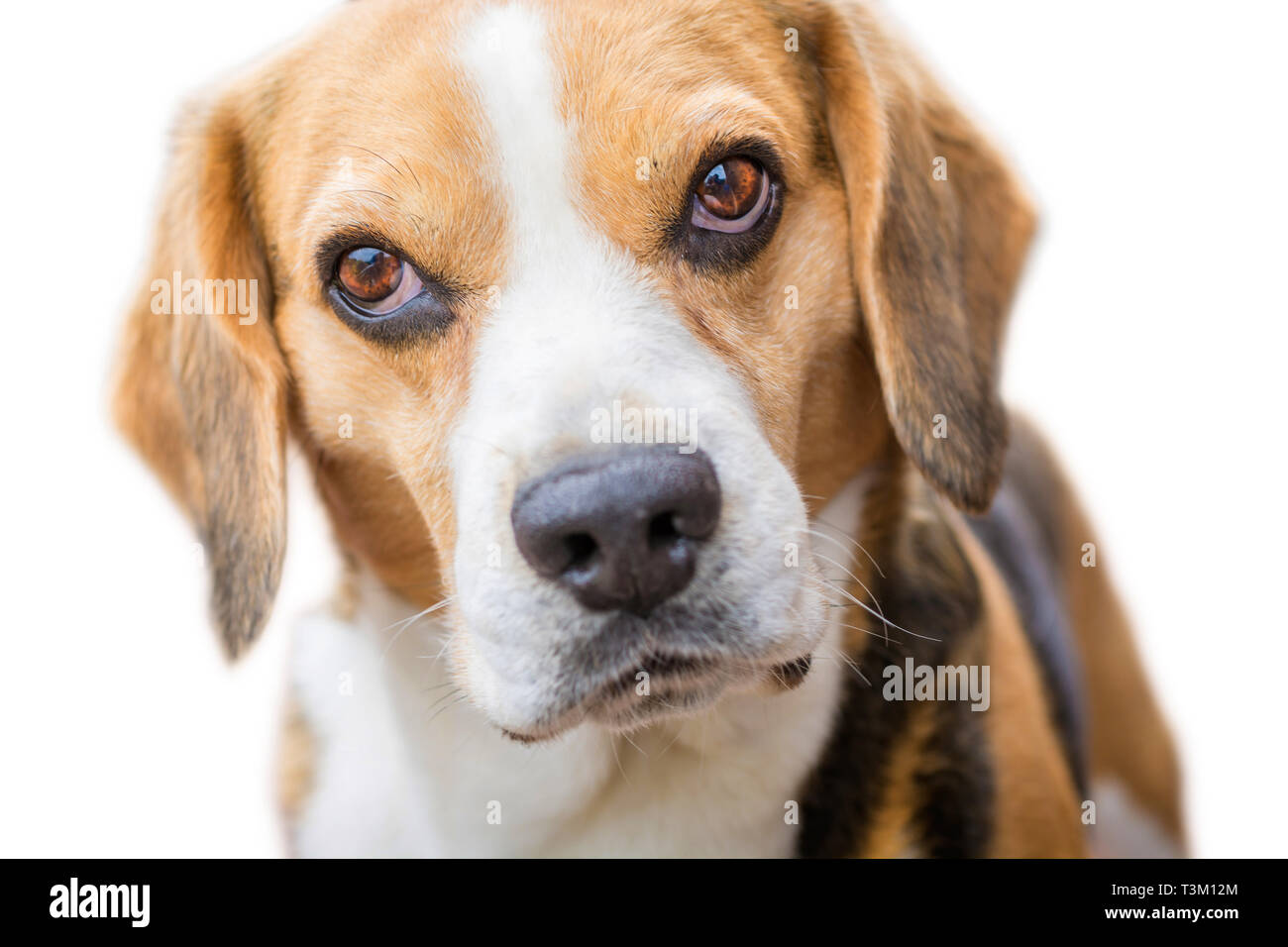 Portrait of a beagle in front of isolated white background Stock Photo