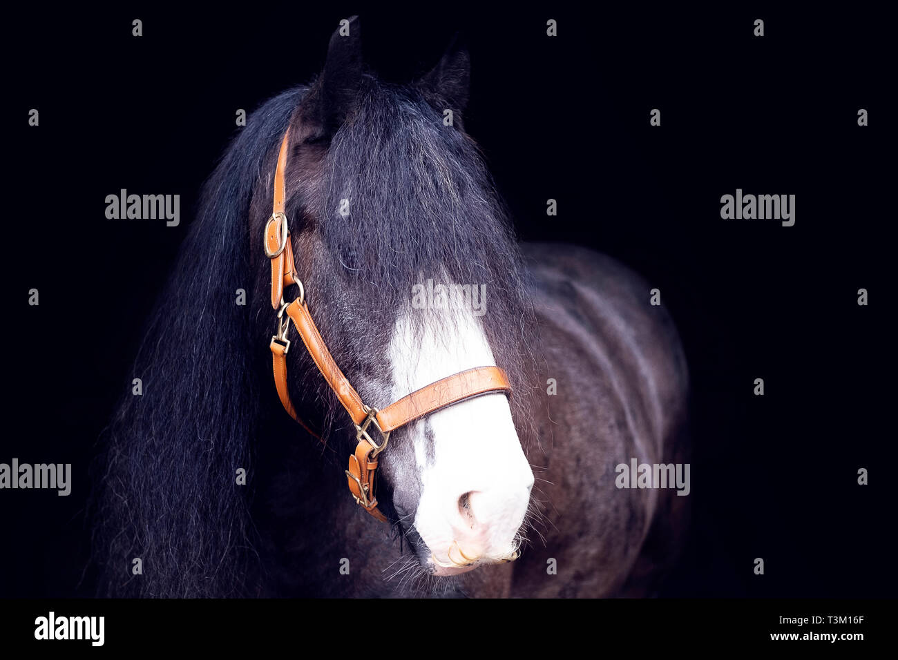 Horse portraits Stock Photo